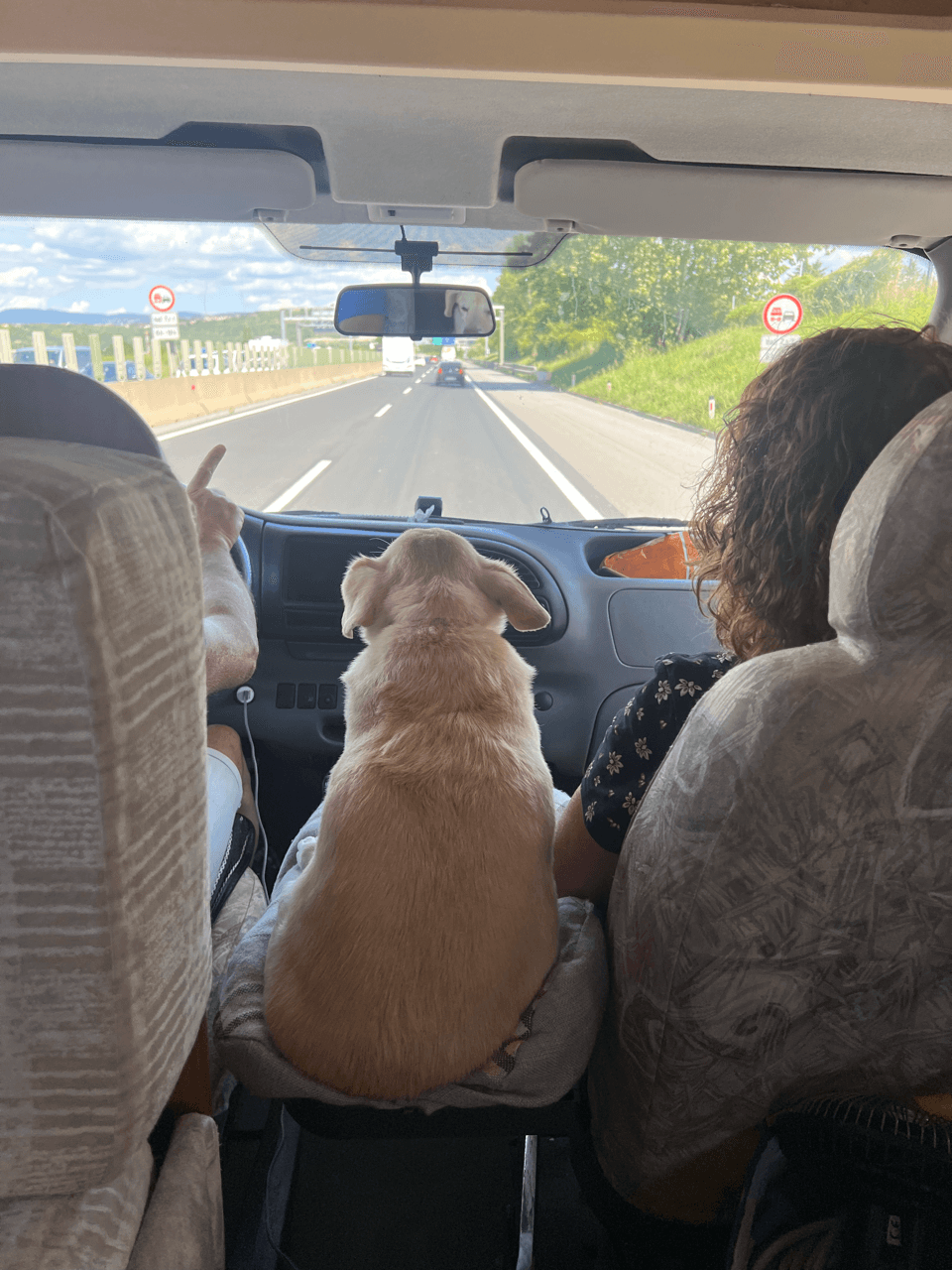 Dog seat back view